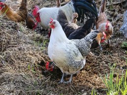 ​Vogelgriep vastgesteld in Putten, 23.000 kippen geruimd