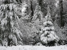 Kerstbomenwandeling op Landgoed Schovenhorst